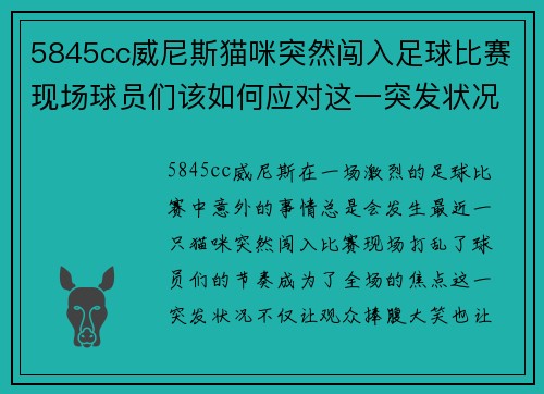 5845cc威尼斯猫咪突然闯入足球比赛现场球员们该如何应对这一突发状况